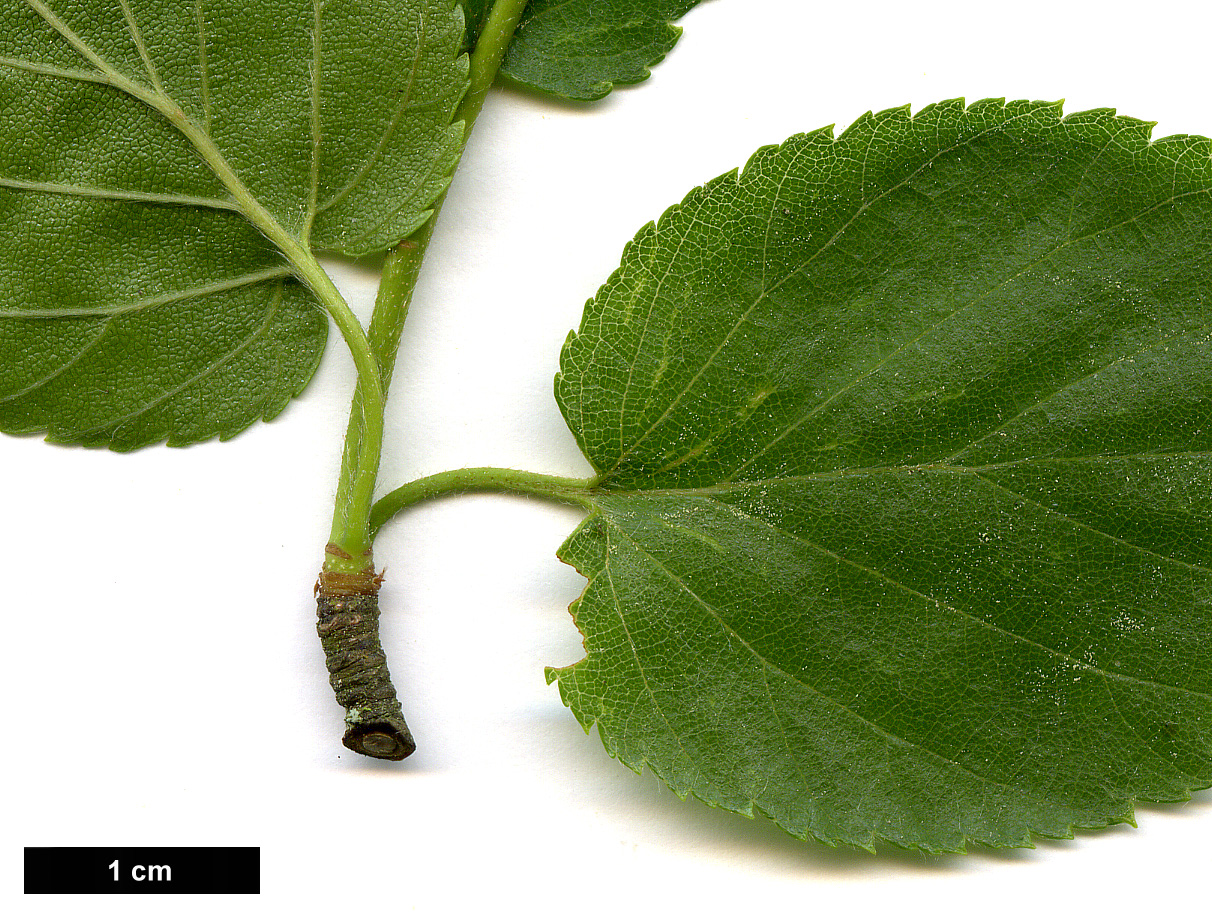 High resolution image: Family: Betulaceae - Genus: Betula - Taxon: lenta - SpeciesSub: f. uber